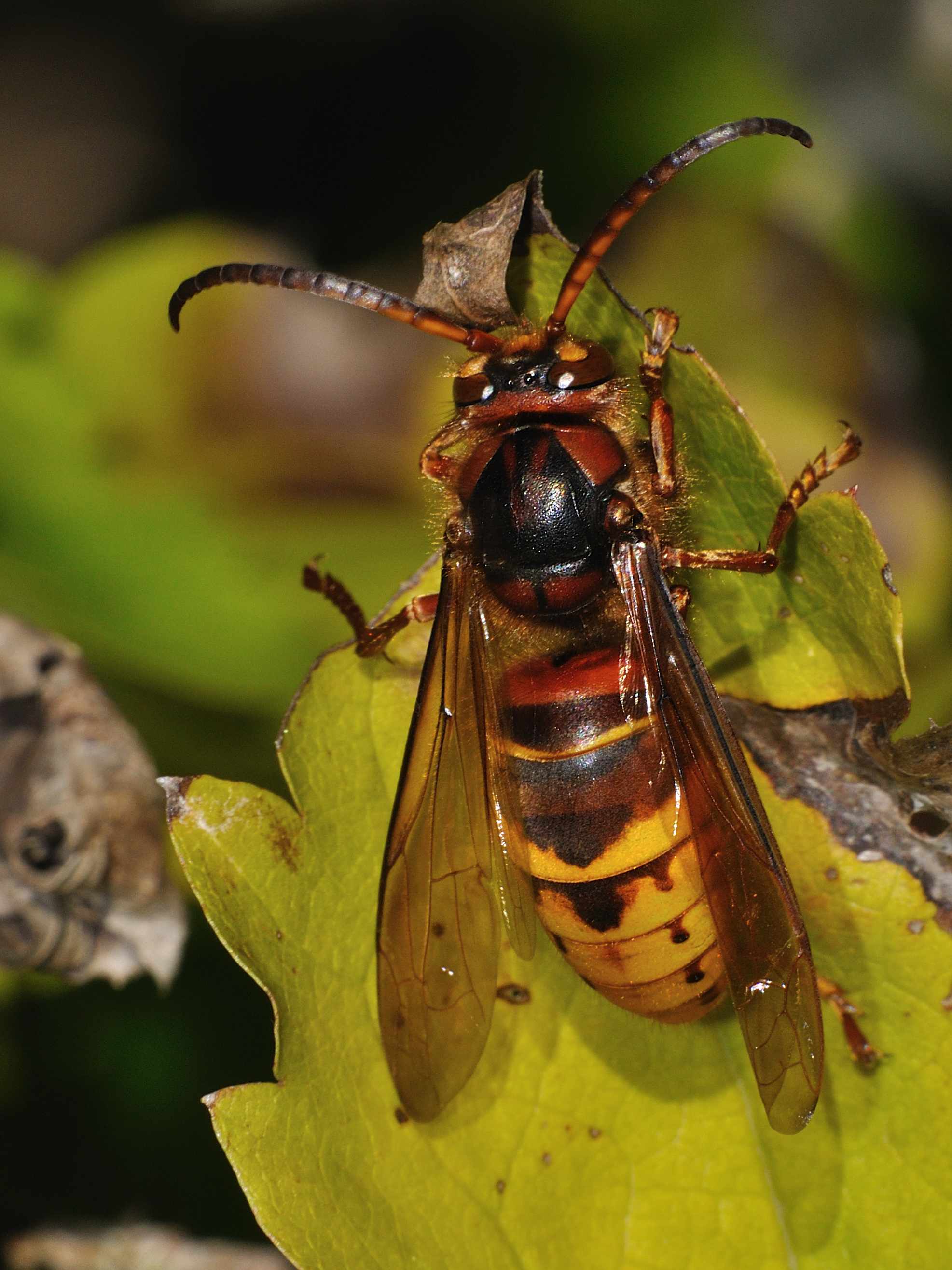 Vespa crabro